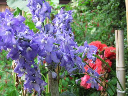 Delphinium fotó és típusú, termesztési módszerekkel, ültetés és gondozás