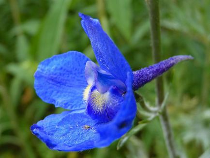 Delphinium fotografii și specii, moduri de reproducere, plantare și îngrijire