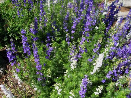 Delphinium fotó és típusú, termesztési módszerekkel, ültetés és gondozás