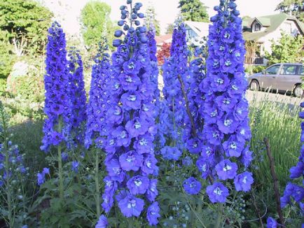 Delphinium fotó és típusú, termesztési módszerekkel, ültetés és gondozás