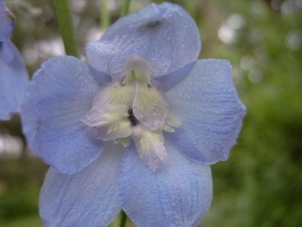 Delphinium fotó és típusú, termesztési módszerekkel, ültetés és gondozás