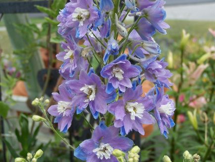 Delphinium fotografii și specii, moduri de reproducere, plantare și îngrijire