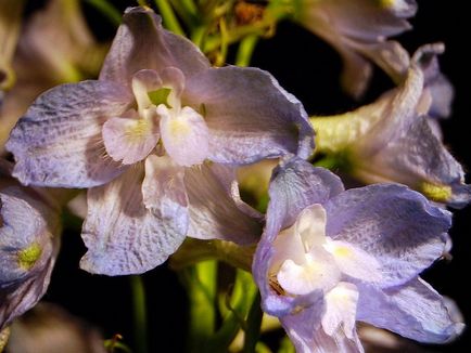 Delphinium fotó és típusú, termesztési módszerekkel, ültetés és gondozás