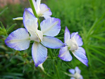 Delphinium fotografii și specii, moduri de reproducere, plantare și îngrijire