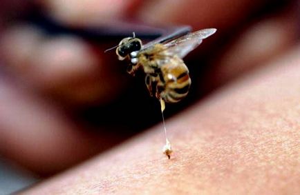 Дія бджолиної отрути на організм людини