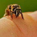Efectul veninului de albine asupra corpului uman