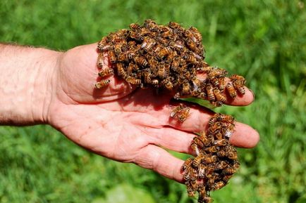 Efectul veninului de albine asupra corpului uman