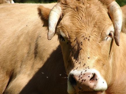 Controlul dăunătorilor asupra spațiilor de creștere a vitelor