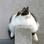 Diagnosticul obezității pisicilor și pisicilor, serviciul veterinar al regiunii Vladimir