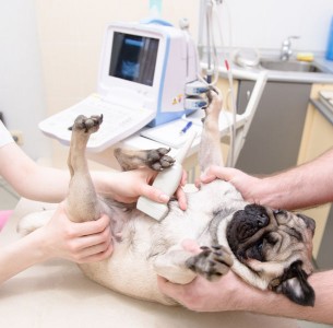 Діагностика узі ветеринарне для домашніх тварин на дому цілодобово, швидка ветеринарна