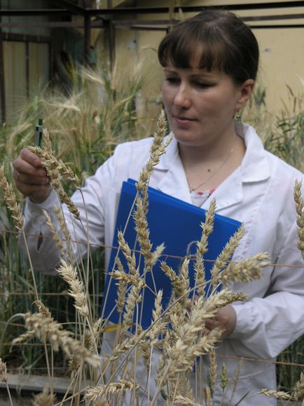 Для чого вчені фарбують пшеницю, новини сибірської науки