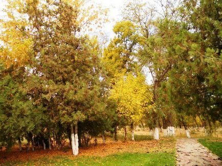 Jó, déli, napsütötte város Shymkent