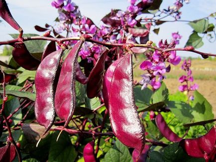 Dolihos (liliac bobinat) - grădină, grădină - țara mamei