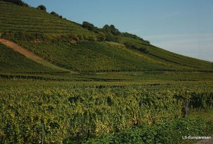 Drumul spre vinurile din Alsacia ce să vezi, să mănânci și să bei
