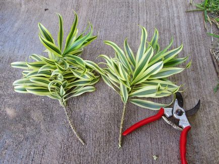 Dracaena REFLEXA - otthoni gondozást