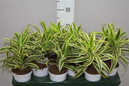 Dracaena REFLEXA - otthoni gondozást