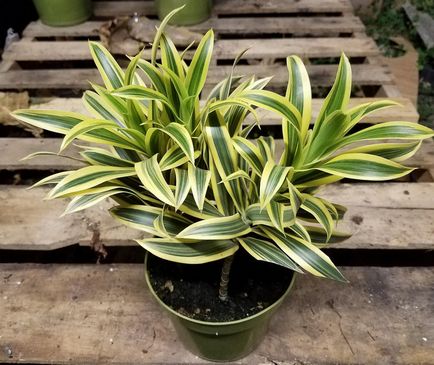 Dracaena REFLEXA - otthoni gondozást