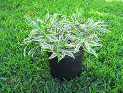 Dracaena REFLEXA - otthoni gondozást