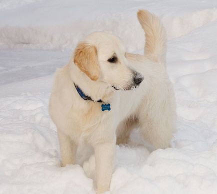 Învățarea Labrador și educația lui