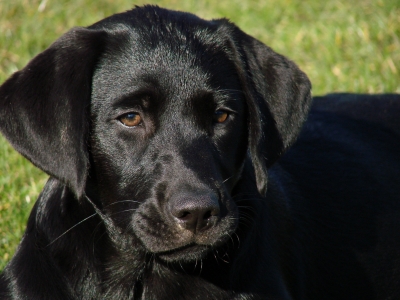 Labrador Képzés és oktatás (képzés) Labrador Képzés és oktatás