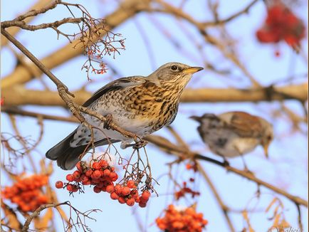 A szájpenész Fieldfare bird leírás és fotó, az étrend és az élőhelyek areolas Fieldfare