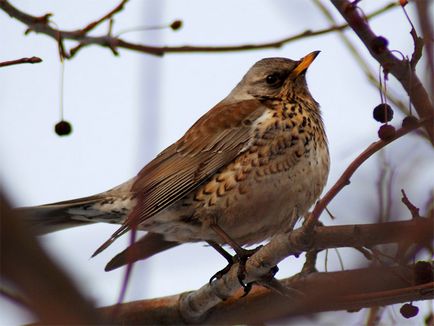 A szájpenész Fieldfare bird leírás és fotó, az étrend és az élőhelyek areolas Fieldfare