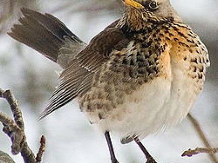 A szájpenész Fieldfare bird leírás és fotó, az étrend és az élőhelyek areolas Fieldfare