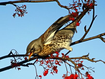 A szájpenész Fieldfare bird leírás és fotó, az étrend és az élőhelyek areolas Fieldfare