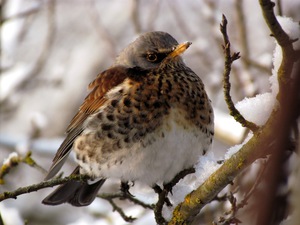 A szájpenész Fieldfare bird leírás és fotó, az étrend és az élőhelyek areolas Fieldfare