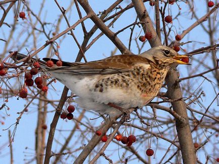 A szájpenész Fieldfare bird leírás és fotó, az étrend és az élőhelyek areolas Fieldfare