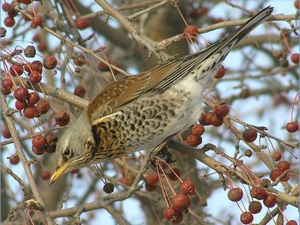 A szájpenész Fieldfare bird leírás és fotó, az étrend és az élőhelyek areolas Fieldfare