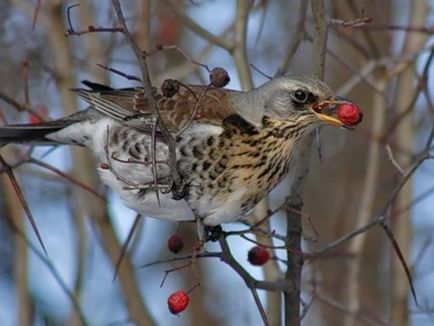 A szájpenész Fieldfare bird leírás és fotó, az étrend és az élőhelyek areolas Fieldfare