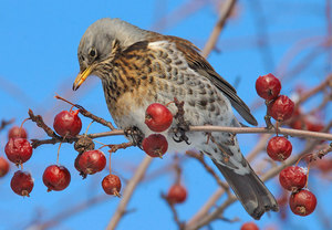 A szájpenész Fieldfare bird leírás és fotó, az étrend és az élőhelyek areolas Fieldfare