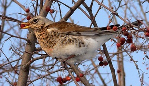 A szájpenész Fieldfare bird leírás és fotó, az étrend és az élőhelyek areolas Fieldfare