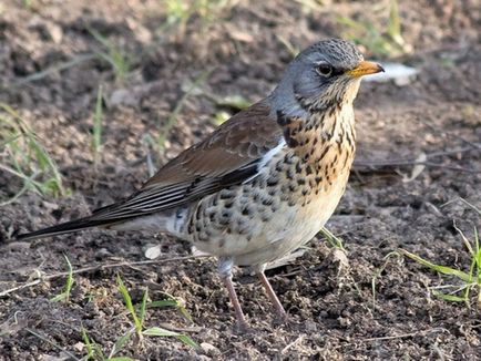 A szájpenész Fieldfare bird leírás és fotó, az étrend és az élőhelyek areolas Fieldfare