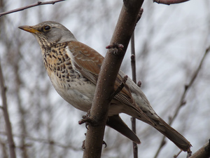 A szájpenész Fieldfare bird leírás és fotó, az étrend és az élőhelyek areolas Fieldfare