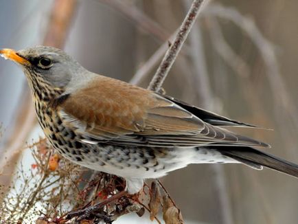 A szájpenész Fieldfare bird leírás és fotó, az étrend és az élőhelyek areolas Fieldfare