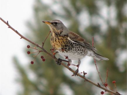 A szájpenész Fieldfare bird leírás és fotó, az étrend és az élőhelyek areolas Fieldfare