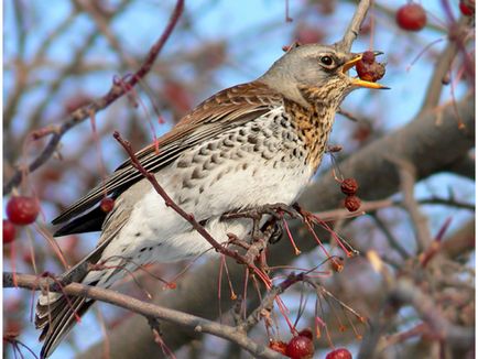 A szájpenész Fieldfare bird leírás és fotó, az étrend és az élőhelyek areolas Fieldfare