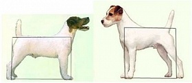 Jack Russell Terrier și Parson Russell Terrier