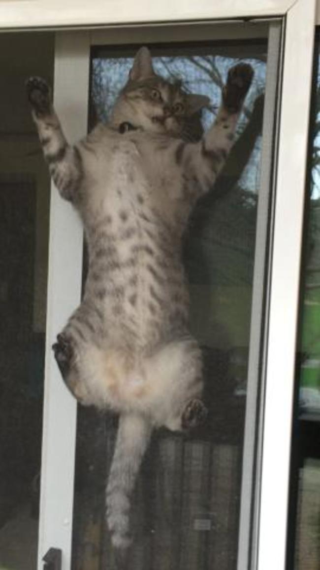Ці коти обурюються від того, що опинилися за дверима (19 фото), drunk guest