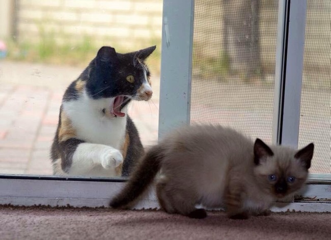 Ці коти обурюються від того, що опинилися за дверима (19 фото), drunk guest