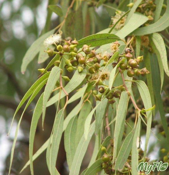 Eucalyptus tenyésztés, hely, tulajdonságok