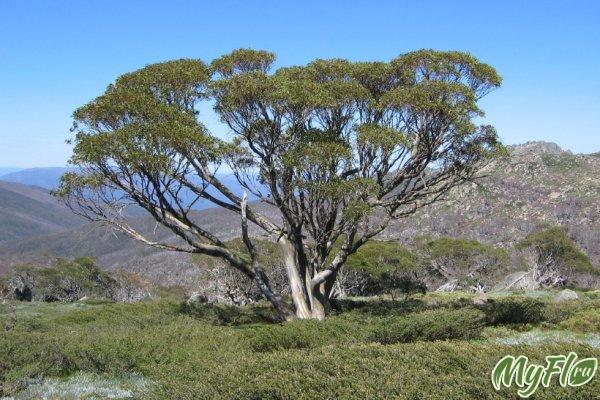 Eucalyptus tenyésztés, hely, tulajdonságok