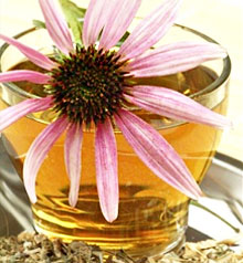 Echinacea proprietăți utile și compoziția Echinacea