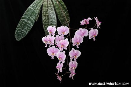 Phalaenopsis (phalaenopsis) - descrierea literei speciilor 