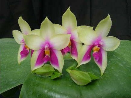 Phalaenopsis (phalaenopsis) - descrierea literei speciilor 