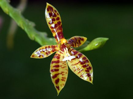 Phalaenopsis (phalaenopsis) - descrierea literei speciilor 
