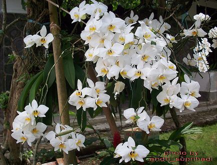 Phalaenopsis (phalaenopsis) - descrierea literei speciilor 