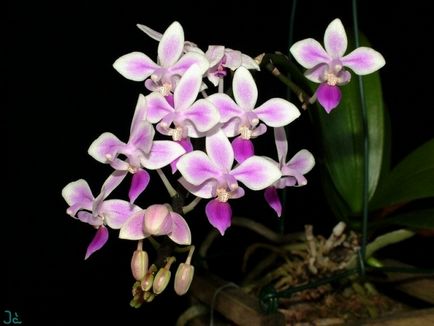 Phalaenopsis (phalaenopsis) - descrierea literei speciilor 